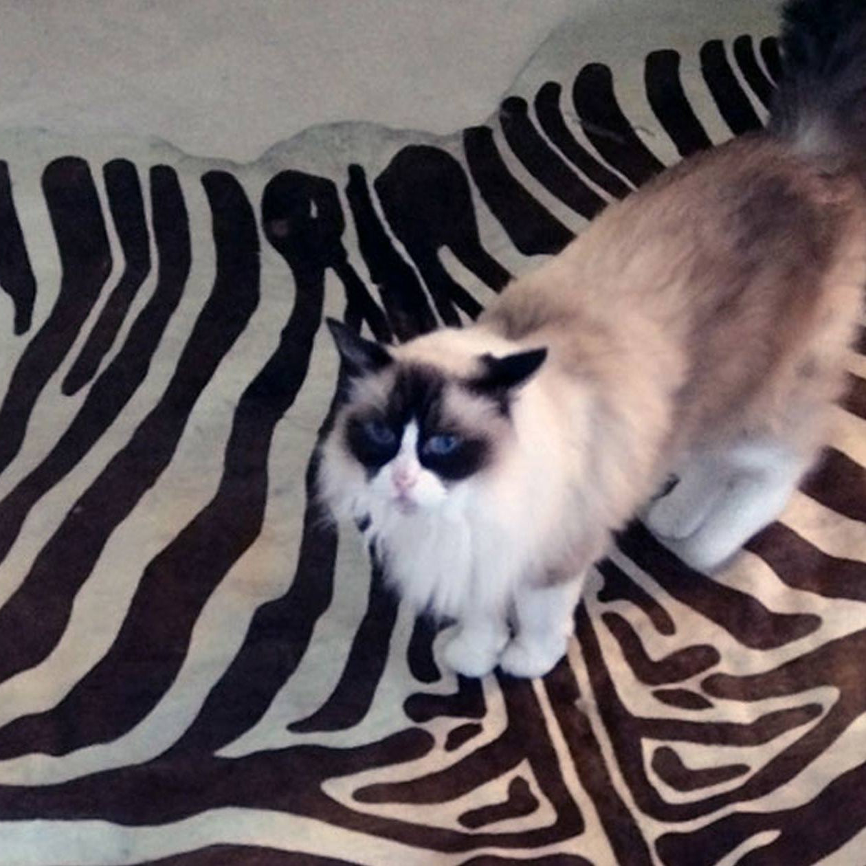 Case Studies Cleaning Cowhide Washing Sheepskin Advice & More