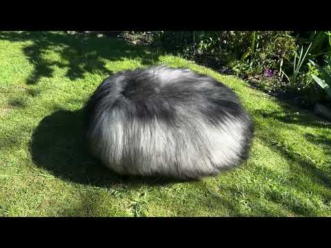 Icelandic sheepskin footstool by Gorgeous Creatures