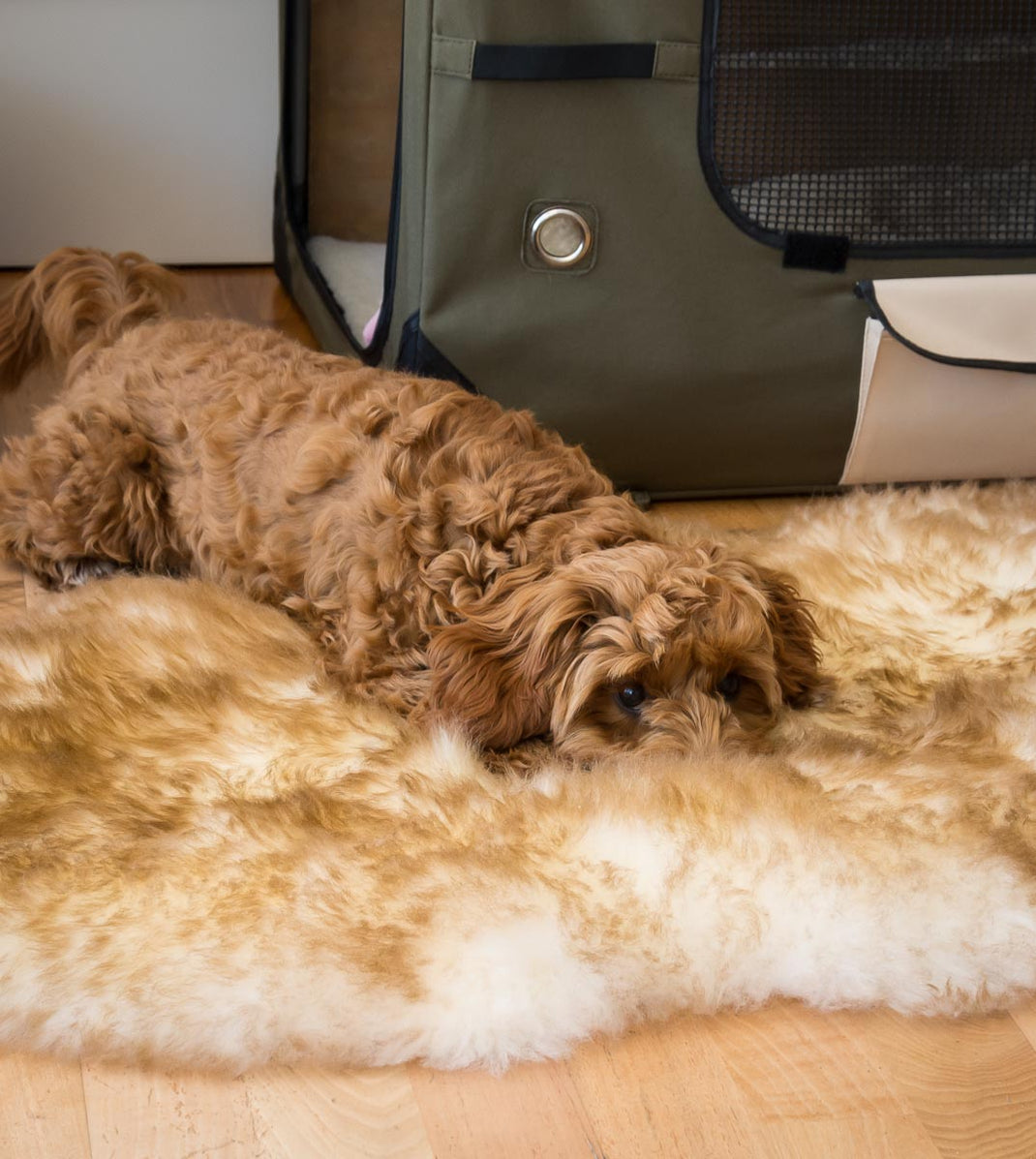 Sheepskin Pet Rugs NZ Cat or Dog Bed — Gorgeous Creatures