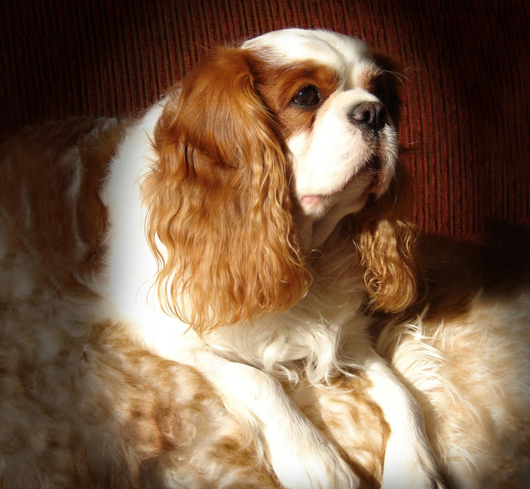 Small dog bed sheepskin rug NZ